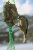 2018,  blue tit on feeder with winter snow