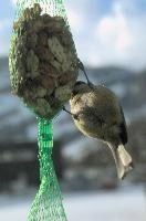 2018,  blue tit on feeder with winter snow