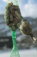 2018,  blue tit on feeder with winter snow