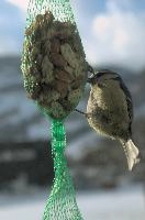 2018,  blue tit on feeder with winter snow