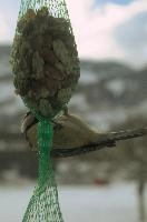2018,  blue tit on feeder with winter snow