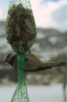 2018,  blue tit on feeder with winter snow