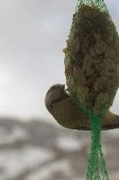 2018,  blue tit on feeder with winter snow