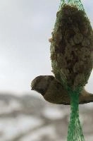 2018,  blue tit on feeder with winter snow
