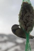2018,  blue tit on feeder with winter snow