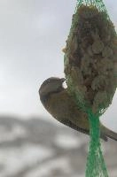 2018,  blue tit on feeder with winter snow