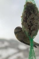 2018,  blue tit on feeder with winter snow