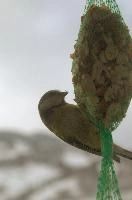 2018,  blue tit on feeder with winter snow