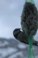 2018, blue, feeder, caeruleus, parus, walenstadt, schweiz, tit, passerin, bird