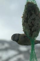 2018,  blue tit on feeder with winter snow