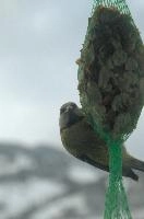 2018,  blue tit on feeder with winter snow