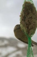 2018, blue, feeder, caeruleus, parus, walenstadt, schweiz, tit, passerin, bird
