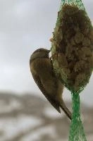 2018, blue, feeder, caeruleus, parus, walenstadt, schweiz, tit, passerin, bird