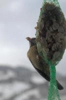 2018, blue, feeder, caeruleus, parus, walenstadt, schweiz, tit, passerin, bird