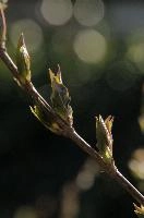 dsc_249620.jpg