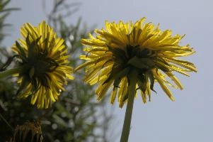 dsc_251146.jpg