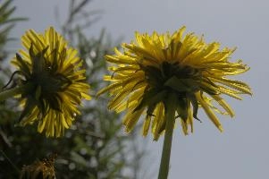 dsc_251149.jpg