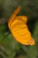 dsc_256001.jpg