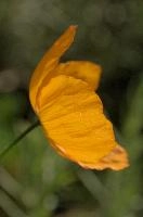 dsc_256003.jpg