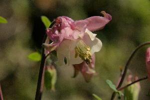 dsc_256104.jpg