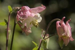 dsc_256111.jpg
