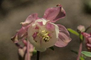 dsc_256124.jpg