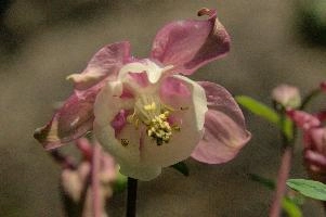 dsc_256125.jpg
