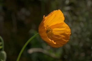 dsc_256312.jpg