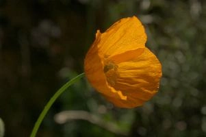 dsc_256315.jpg