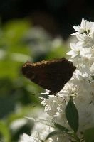 dsc_260299.jpg