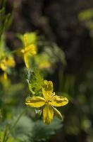 dsc_260373.jpg