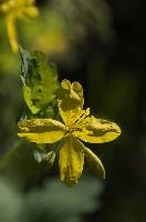 dsc_260374.jpg