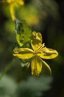 dsc_260380.jpg