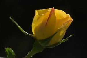 dsc_260451.jpg