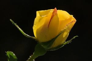 dsc_260452.jpg
