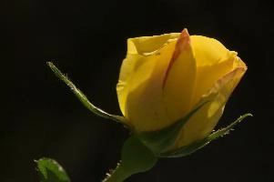 dsc_260454.jpg
