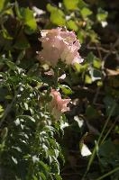 dsc_260460.jpg