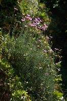 Alpine Pinks, alps, botany, wild, garden, carnation, alpine, bright, swiss, flora, switzerland, reproduction, alpinus, mountains, sunshine, native, informal, bank, pollination, dianthus, wildflower, flower, bloom, pink, grass, slope