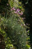Alpine Pinks, alps, botany, wild, garden, carnation, alpine, bright, swiss, flora, switzerland, reproduction, alpinus, mountains, sunshine, native, informal, bank, pollination, dianthus, wildflower, flower, bloom, pink, grass, slope