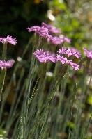 Alpine Pinks, alps, botany, wild, garden, carnation, alpine, bright, swiss, flora, switzerland, reproduction, alpinus, mountains, sunshine, native, informal, bank, pollination, dianthus, wildflower, flower, bloom, pink, grass, slope
