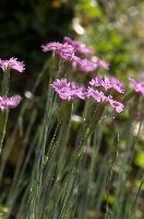 Alpine Pinks, alps, botany, wild, garden, carnation, alpine, bright, swiss, flora, switzerland, reproduction, alpinus, mountains, sunshine, native, informal, bank, pollination, dianthus, wildflower, flower, bloom, pink, grass, slope