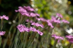 Alpine Pinks, alps, botany, wild, garden, carnation, alpine, bright, swiss, flora, switzerland, reproduction, alpinus, mountains, sunshine, native, informal, bank, pollination, dianthus, wildflower, flower, bloom, pink, grass, slope