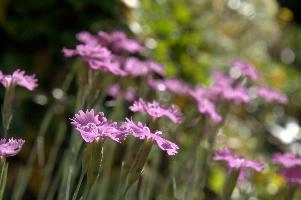 Alpine Pinks, alps, botany, wild, garden, carnation, alpine, bright, swiss, flora, switzerland, reproduction, alpinus, mountains, sunshine, native, informal, bank, pollination, dianthus, wildflower, flower, bloom, pink, grass, slope
