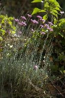Alpine Pinks, alps, botany, wild, garden, carnation, alpine, bright, swiss, flora, switzerland, reproduction, alpinus, mountains, sunshine, native, informal, bank, pollination, dianthus, wildflower, flower, bloom, pink, grass, slope