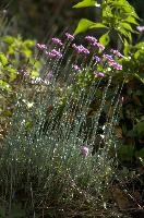 Alpine Pinks, alps, botany, wild, garden, carnation, alpine, bright, swiss, flora, switzerland, reproduction, alpinus, mountains, sunshine, native, informal, bank, pollination, dianthus, wildflower, flower, bloom, pink, grass, slope