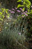 Alpine Pinks, alps, botany, wild, garden, carnation, alpine, bright, swiss, flora, switzerland, reproduction, alpinus, mountains, sunshine, native, informal, bank, pollination, dianthus, wildflower, flower, bloom, pink, grass, slope