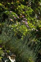 Alpine Pinks, alps, botany, wild, garden, carnation, alpine, bright, swiss, flora, switzerland, reproduction, alpinus, mountains, sunshine, native, informal, bank, pollination, dianthus, wildflower, flower, bloom, pink, grass, slope