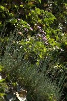Alpine Pinks, alps, botany, wild, garden, carnation, alpine, bright, swiss, flora, switzerland, reproduction, alpinus, mountains, sunshine, native, informal, bank, pollination, dianthus, wildflower, flower, bloom, pink, grass, slope