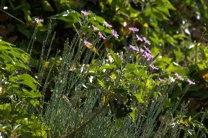 Alpine Pinks, alps, botany, wild, garden, carnation, alpine, bright, swiss, flora, switzerland, reproduction, alpinus, mountains, sunshine, native, informal, bank, pollination, dianthus, wildflower, flower, bloom, pink, grass, slope