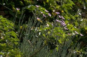 Alpine Pinks, alps, botany, wild, garden, carnation, alpine, bright, swiss, flora, switzerland, reproduction, alpinus, mountains, sunshine, native, informal, bank, pollination, dianthus, wildflower, flower, bloom, pink, grass, slope